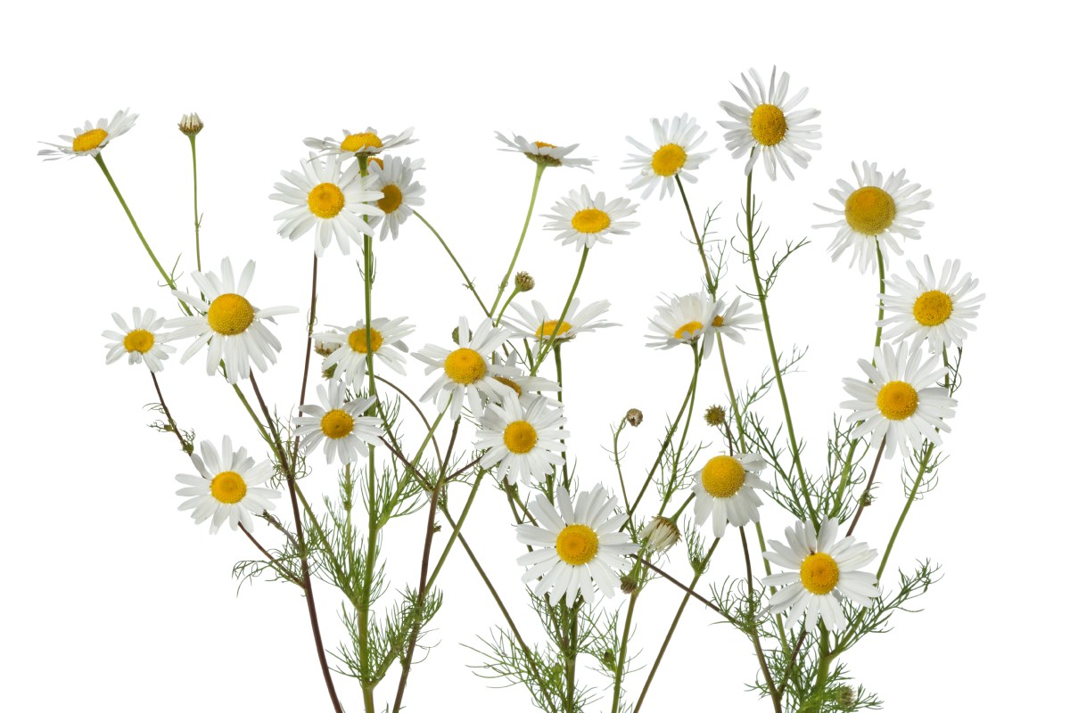 Chamomile