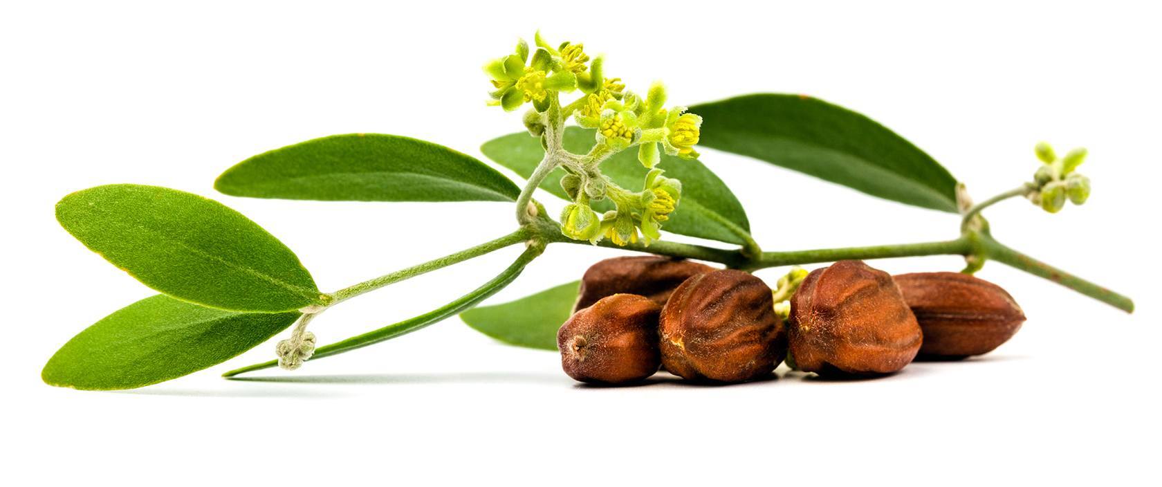 jojoba